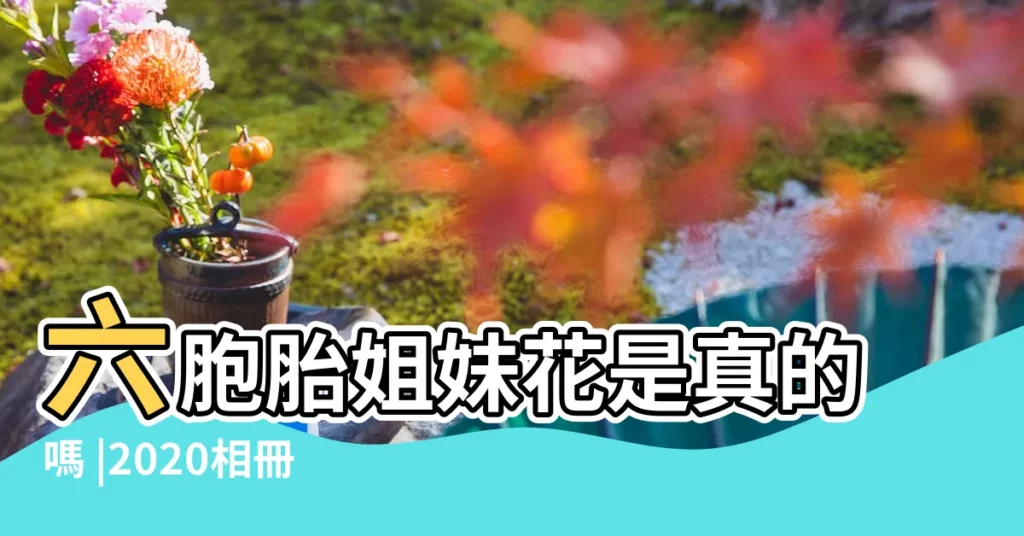 六胞胎姐妹花是真的嗎 |2020相冊名稱 |2021最火的相冊名 |【姐妹相冊起名】