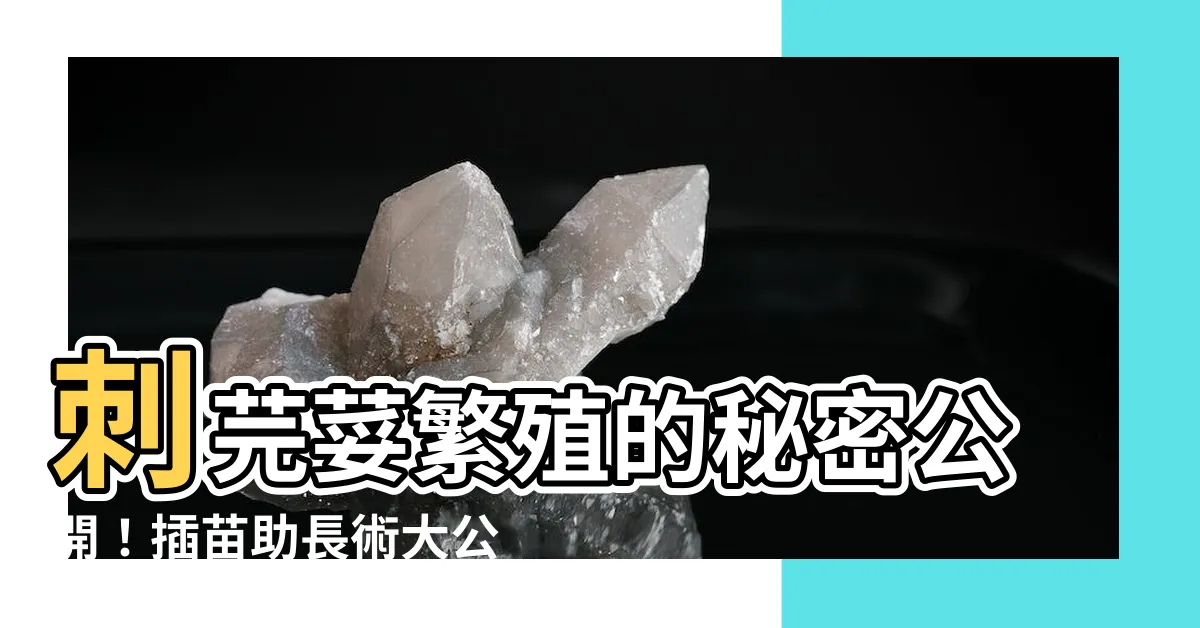 【刺芫荽繁殖】刺芫荽繁殖的秘密公開！插苗助長術大公開