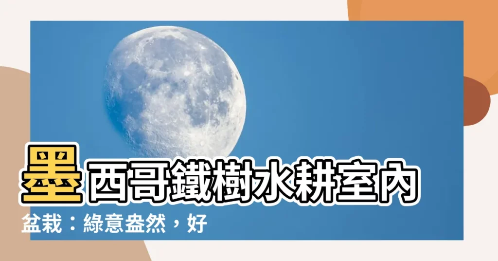 【墨西哥鐵樹水耕】墨西哥鐵樹水耕室內盆栽：綠意盎然，好運相伴