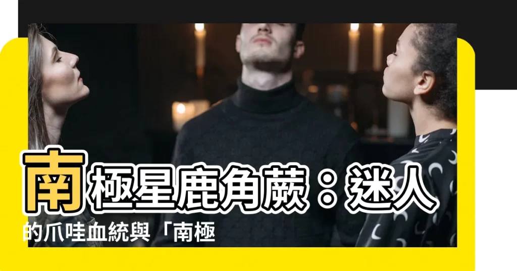 【南極星鹿角蕨】南極星鹿角蕨：迷人的爪哇血統與「南極星」的神秘