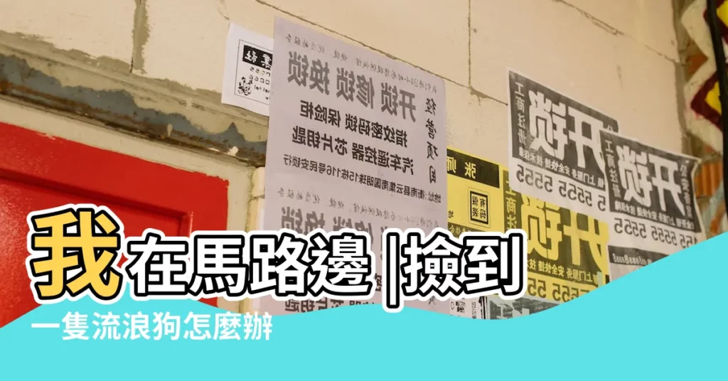 我在馬路邊 |撿到一隻流浪狗怎麼辦 |路上觀察學院 |【撿到一條狗】