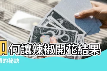 【如何讓辣椒開花結果】如何讓辣椒開花結果豐碩的秘訣