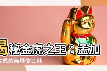【金虎】揭秘金虎之王：孟加拉金虎的無與倫比魅力與力量