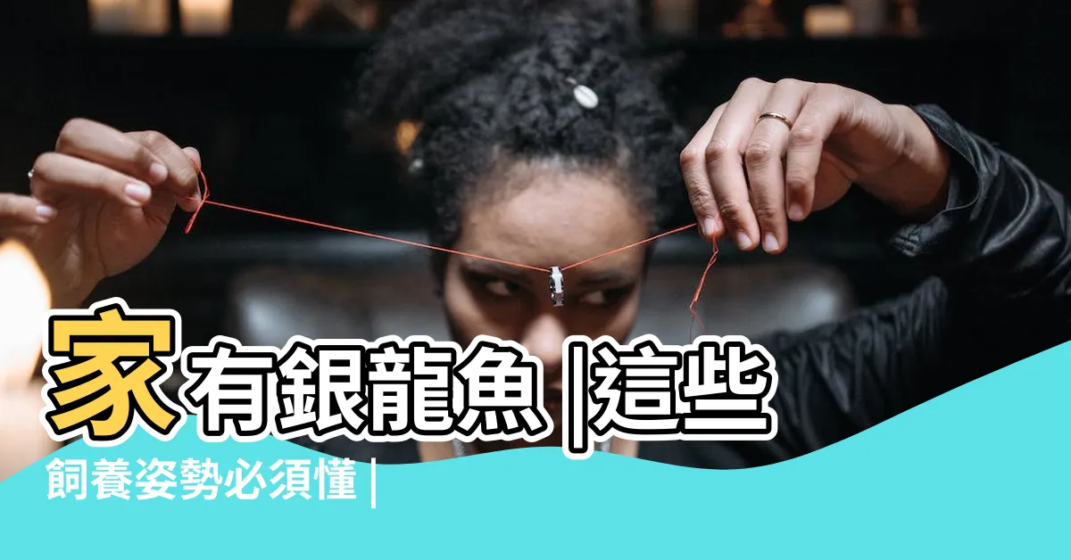 【銀龍魚飼養】家有銀龍魚 |這些飼養姿勢必須懂 |銀龍魚對水温要求高 |