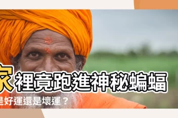 【蝙蝠跑進家裡】家裡竟跑進神秘蝙蝠！是好運還是壞運？專家解析讓你不再迷惘