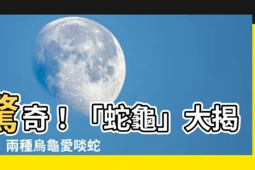 【蛇龜】驚奇！「蛇龜」大揭密：兩種烏龜愛啖蛇？