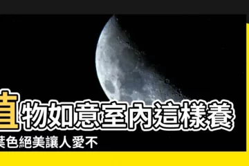 【植物如意】植物如意室內這樣養，葉色絕美讓人愛不釋手！