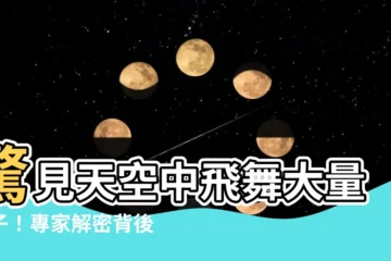 【很多燕子】驚見天空中飛舞大量燕子！專家解密背後原因