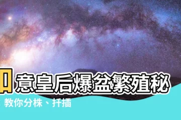 【如意皇后分株】如意皇后爆盆繁殖秘技：教你分株、扦插、爆盆小訣竅！