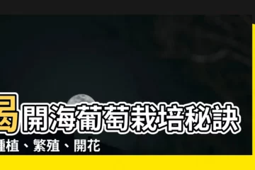 【海葡萄分株】揭開海葡萄栽培秘訣：種植、繁殖、開花與達人級海葡萄分株術