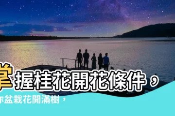 【桂花開花條件】掌握桂花開花條件，讓你盆栽花開滿樹，桂香飄飄！