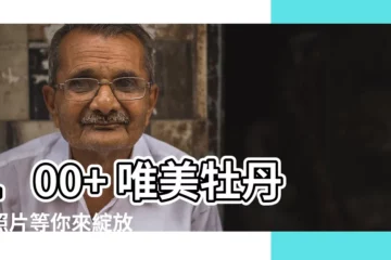 【牡丹花照片】100+ 唯美牡丹花照片等你來綻放