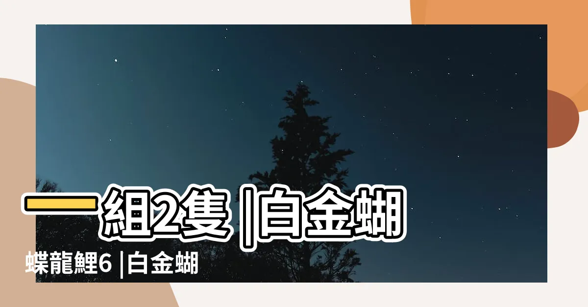 【龍鯉】一組2隻 |白金蝴蝶龍鯉6 |白金蝴蝶龍鯉 |