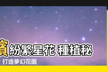 【繁星花種植】繽紛繁星花 種植秘笈，打造夢幻花園