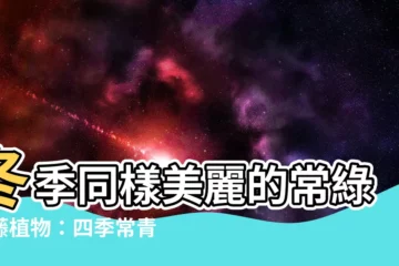 【常綠爬藤植物】冬季同樣美麗的常綠爬藤植物：四季常青，增添綠意好幫手