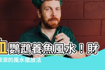 【血鸚鵡風水】血鸚鵡養魚風水！財運滾滾的風水擺放法，一定要收藏！