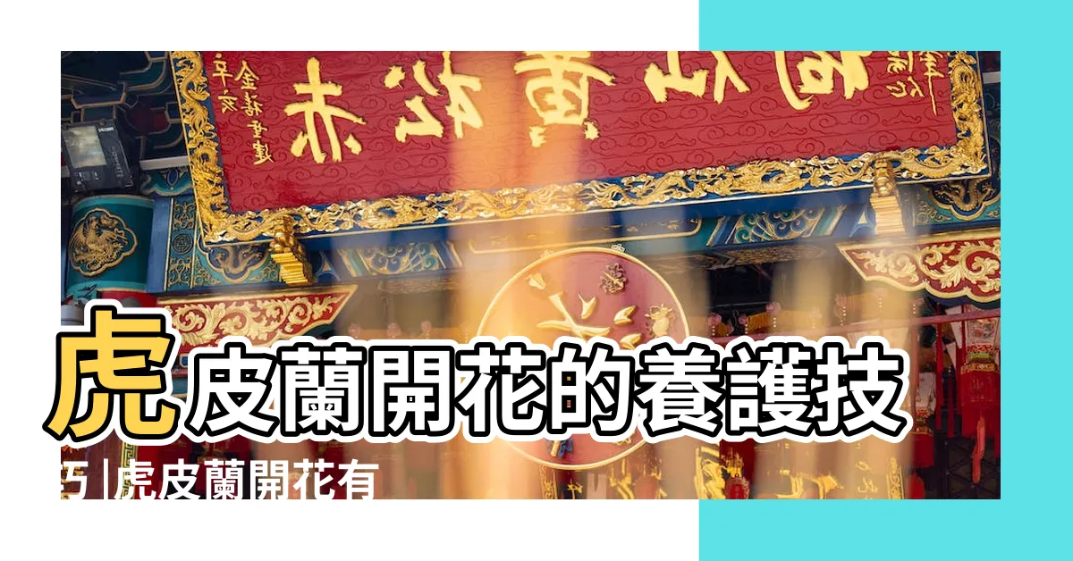 【虎尾蘭開花風水】虎皮蘭開花的養護技巧 |虎皮蘭開花有什麼預兆 |虎皮蘭開花好不好開花的風水寓意 |