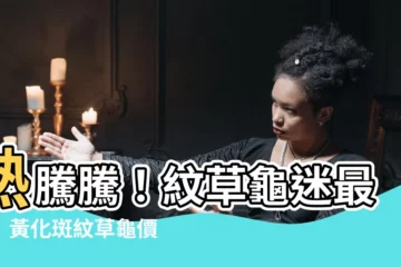 【黃化斑紋草龜多少錢】熱騰騰！紋草龜迷最愛！黃化斑紋草龜價格大公開～