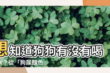 【狗 尿 顏色】想知道狗狗有沒有喝夠水？從「狗尿顏色」就能秒懂！