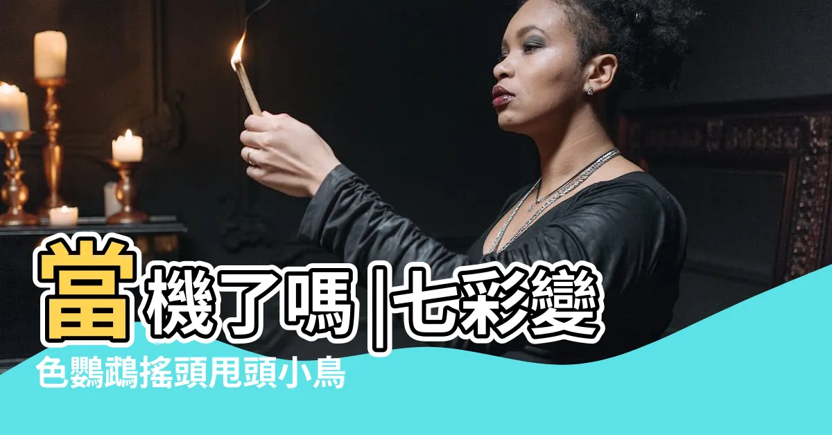 【搖頭鳥】當機了嗎 |七彩變色鸚鵡搖頭甩頭小鳥 |搖頭鳩15秒擺動逾百次網嚇壞 |
