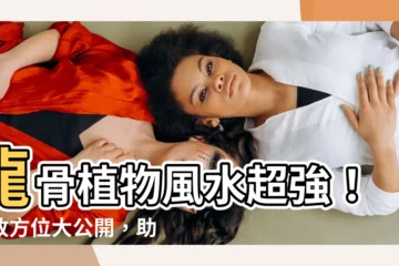 【龍骨植物風水】龍骨植物風水超強！擺放方位大公開，助你旺財鎮宅