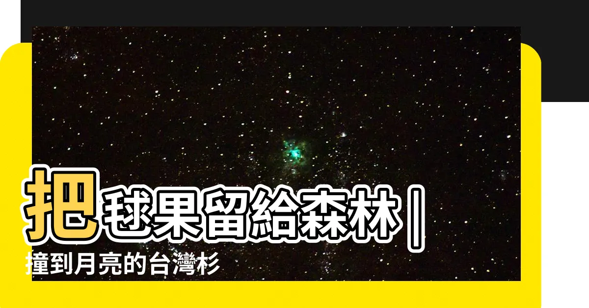【杉樹果實】把毬果留給森林 |撞到月亮的台灣杉 |才有完美大樹 |