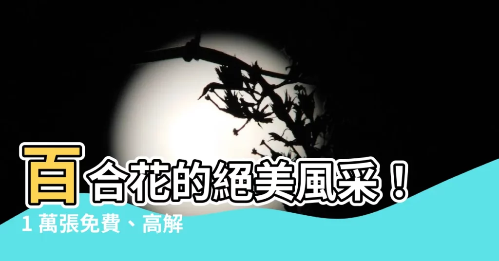 【百合花照片】百合花的絕美風采！1 萬張免費、高解析度百合花照片等你發現