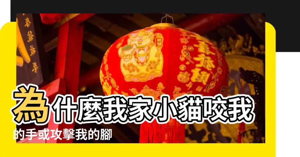 為什麼我家小貓咬我的手或攻擊我的腳 |種常見原因 |改善方法讓貓咪不 |【貓咪咬我手指】