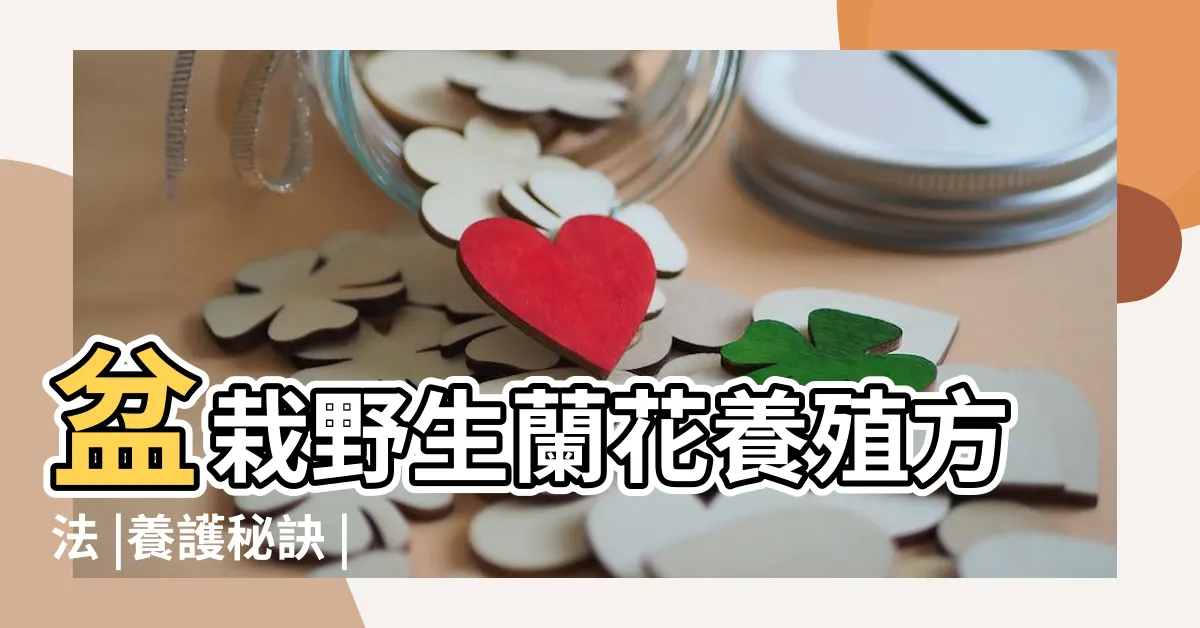 【養蘭花的方法】盆栽野生蘭花養殖方法 |養護秘訣 |蘭花如何養 |
