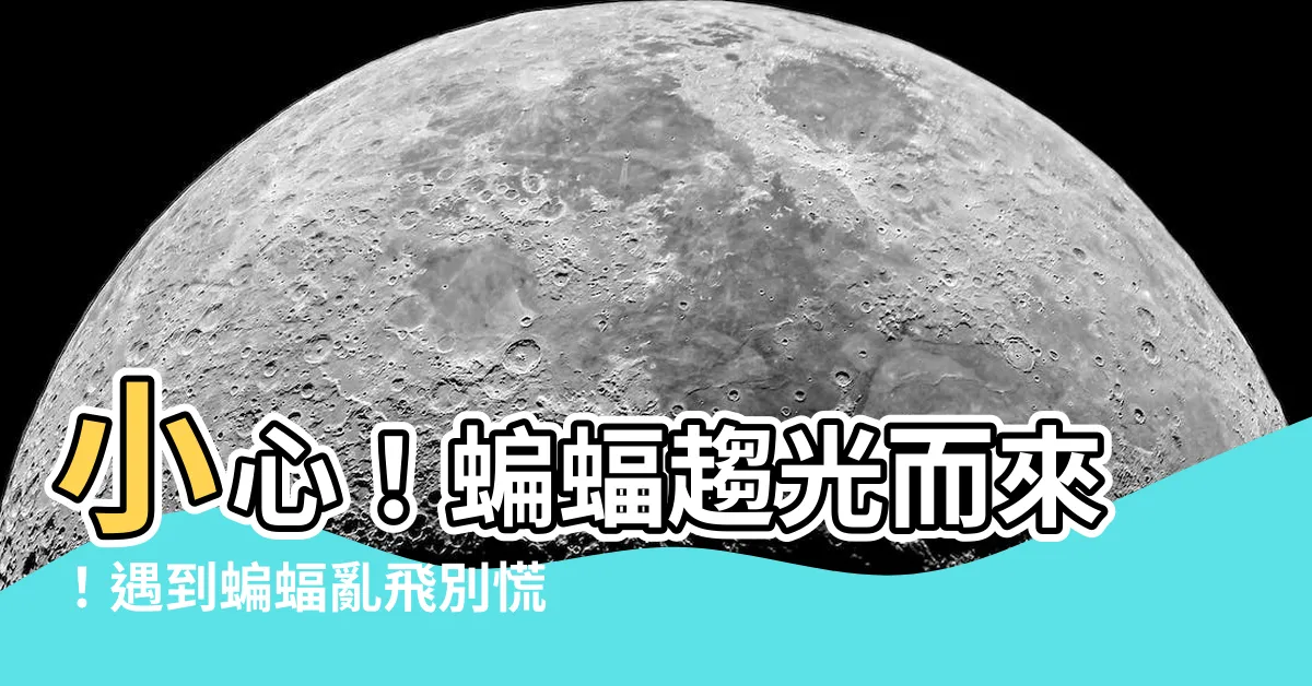 【蝙蝠 趨光】小心！蝙蝠趨光而來！遇到蝙蝠亂飛別慌張！專家曝3大建議