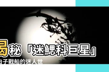 【白子戰船】揭秘「迷鰓科巨星」：白子戰船的迷人世界
