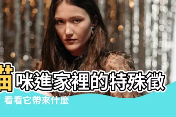 【貓進屋子代表什麼】貓咪進家裡的特殊徵兆！看看它帶來什麼好運？