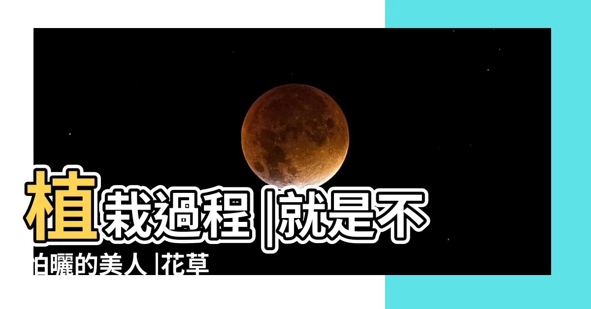 【美人蕉種子】植栽過程 |就是不怕曬的美人 |花草小學堂 |