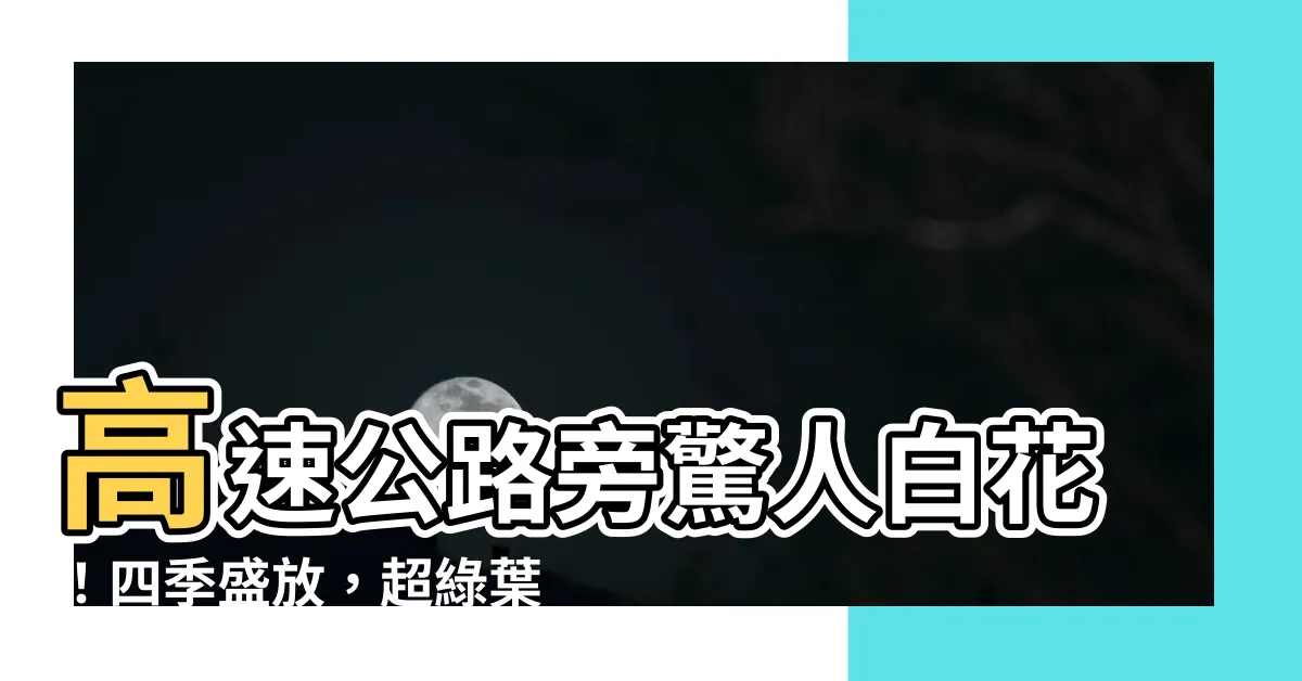 【高速公路旁的白花】高速公路旁驚人白花！四季盛放，超綠葉植物大揭密！