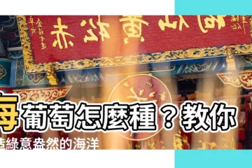 【海葡萄土壤】海葡萄怎麼種？教你打造綠意盎然的海洋系盆栽！【海葡萄土壤篇】