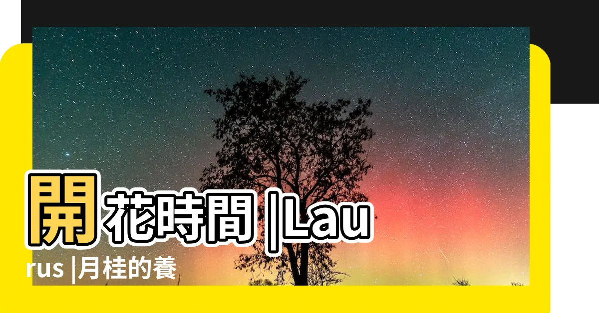 【月桂 種植】開花時間 |Laurus |月桂的養護知識 |