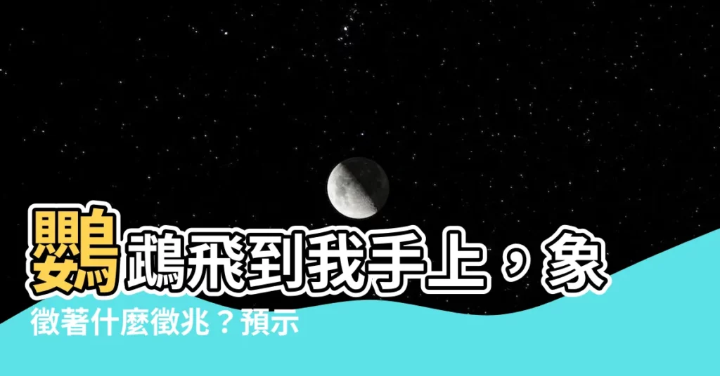 【夢見鸚鵡在手上】鸚鵡飛到我手上，象徵著什麼徵兆？預示吉凶禍福？