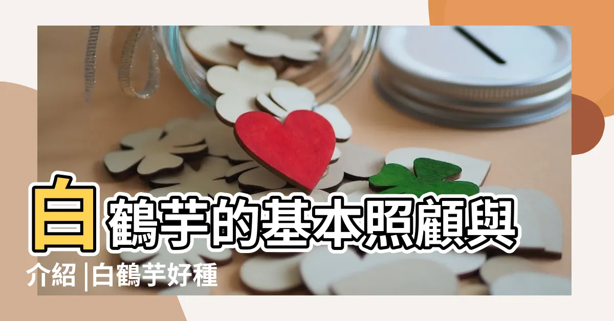 【白鶴芋開花】白鶴芋的基本照顧與介紹 |白鶴芋好種嗎 |新手必學白鶴芋種植指南 |