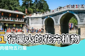 【五行屬火的多肉】五行屬火的花卉植物 |多肉植物五行屬什麼的 |2023五行屬火的花卉植物 |
