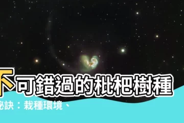 【枇杷樹種植】不可錯過的枇杷樹種植秘訣：栽種環境、結果期一次公開！