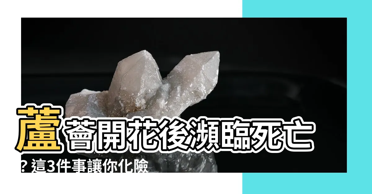 【蘆薈開花後】蘆薈開花後瀕臨死亡？這3件事讓你化險為夷！