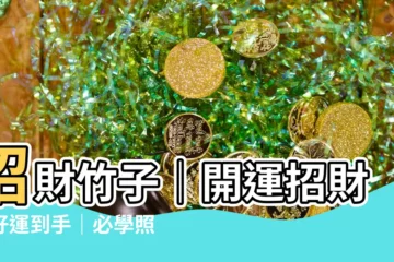 【招財竹子】招財竹子｜開運招財、好運到手｜必學照顧撇步