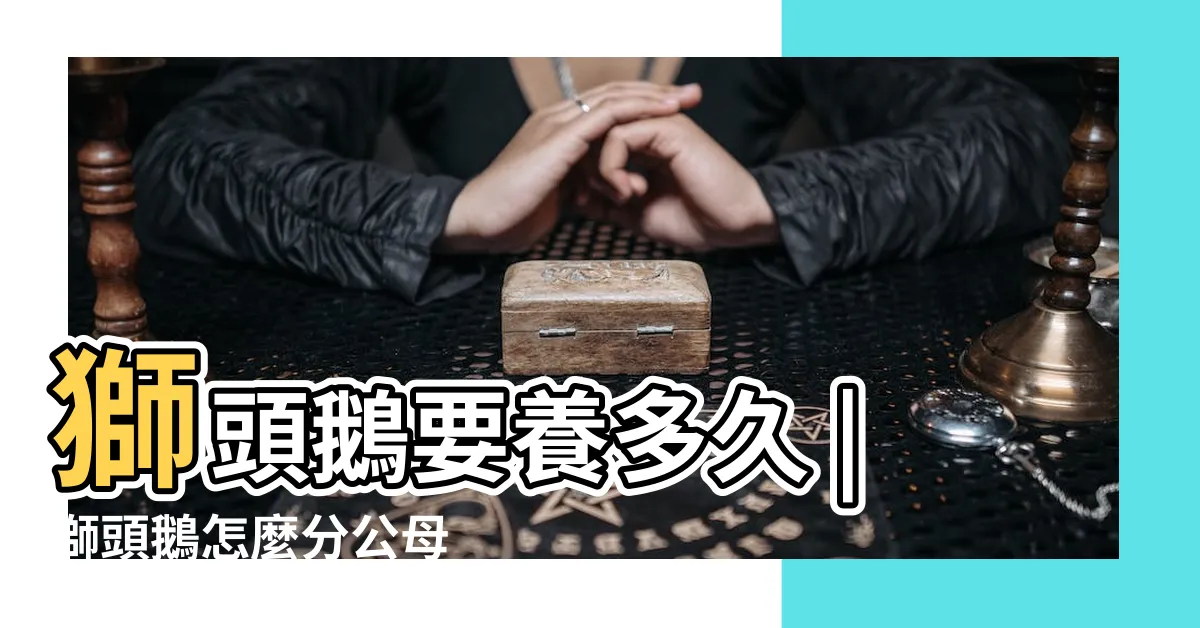 【獅頭鵝公母特徵】獅頭鵝要養多久 |獅頭鵝怎麼分公母 |小泰哥教大家如何分辨獅頭鵝公母 |