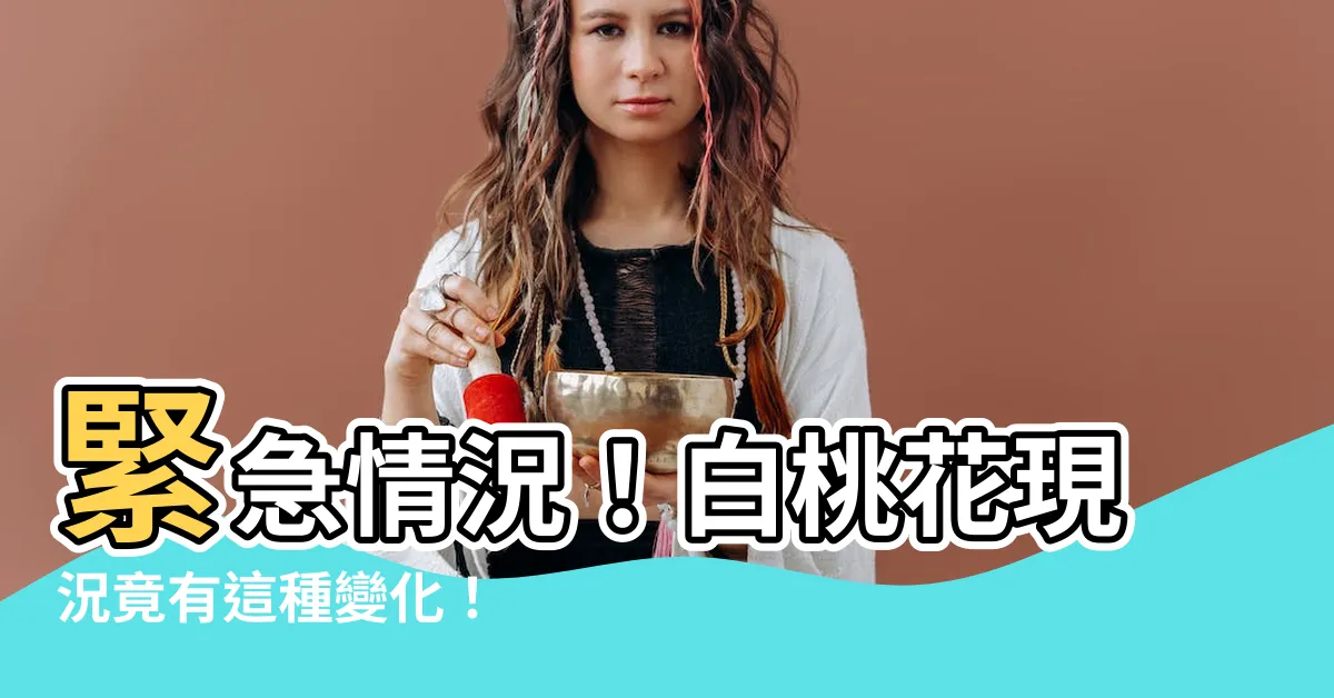 【白桃花】緊急情況！白桃花現況竟有這種變化！