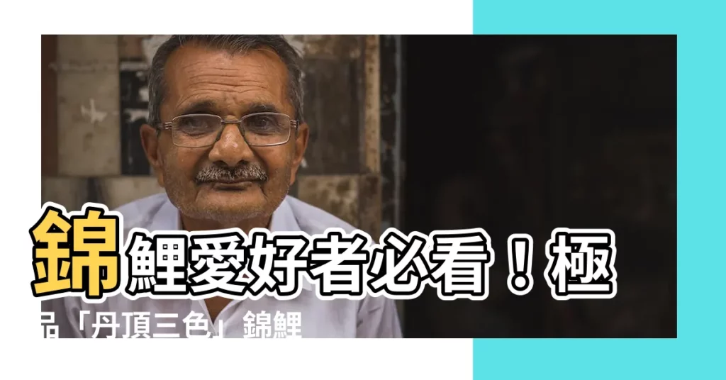 【錦鯉 丹頂三色】錦鯉愛好者必看！極品「丹頂三色」錦鯉千萬別錯過！