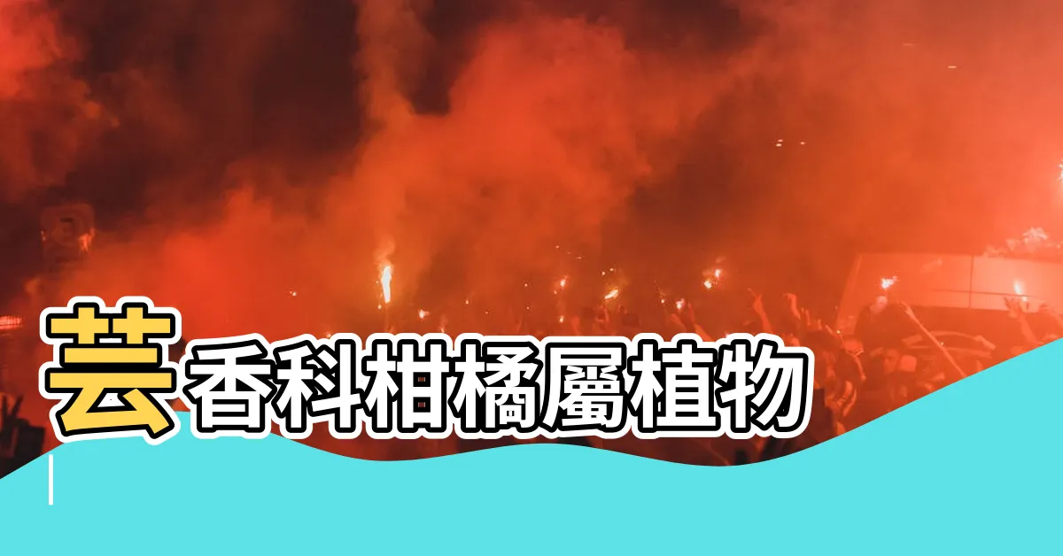 【橘子 樹】芸香科柑橘屬植物 |