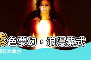 【紫式部 蘭花】紫色夢幻，浪漫紫式部蘭花大集合