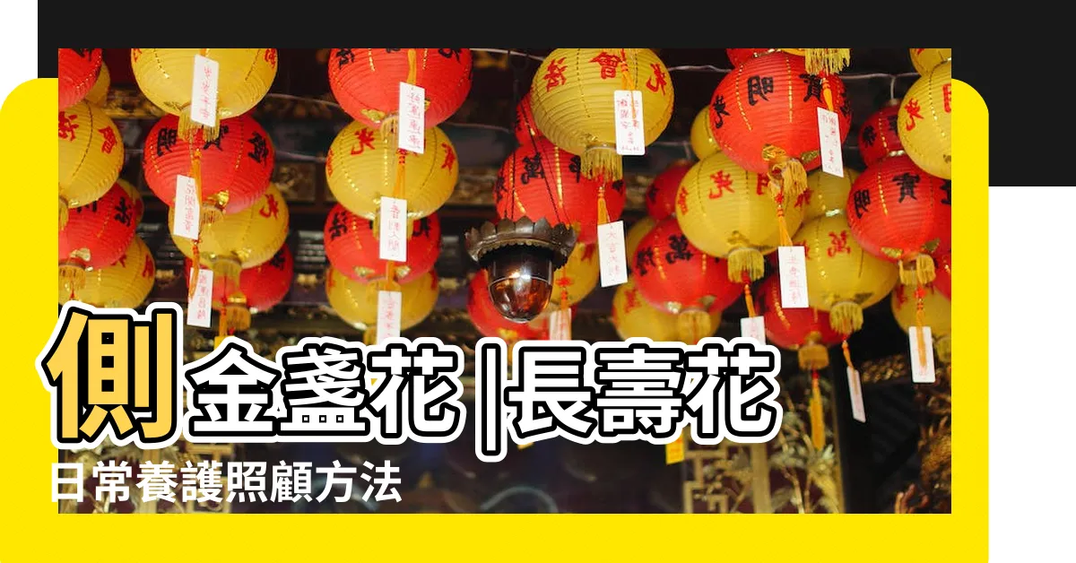 【福壽花】側金盞花 |長壽花日常養護照顧方法 |長壽花也是多肉植物嗎 |