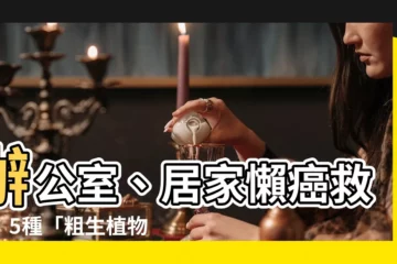 【粗生植物】辦公室、居家懶癌救星！5種「粗生植物」，養綠植物再也不會失敗