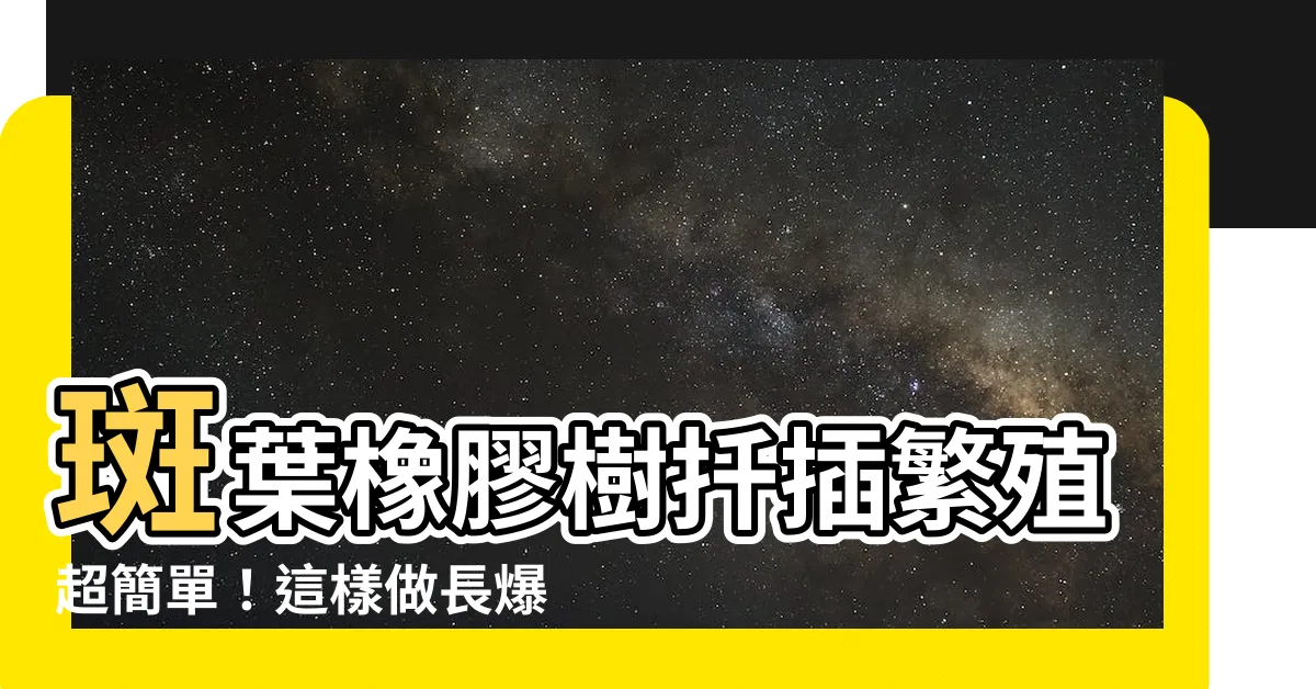 【斑葉橡膠樹繁殖】斑葉橡膠樹扦插繁殖超簡單！這樣做長爆盆，葉子閃耀光澤
